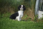 Cavalier King Charles Spaniel (reu) 27069