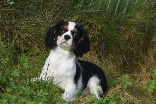 Cavalier King Charles Spaniel (reu) 27069