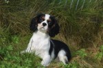 Cavalier King Charles Spaniel (reu) 27069