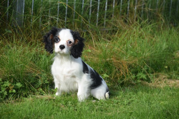 Cavalier King Charles Spaniel (teef) 27061