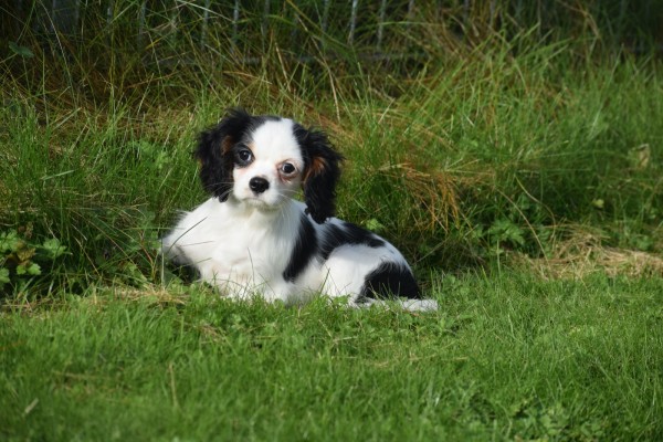 Cavalier King Charles Spaniel (teef) 27061