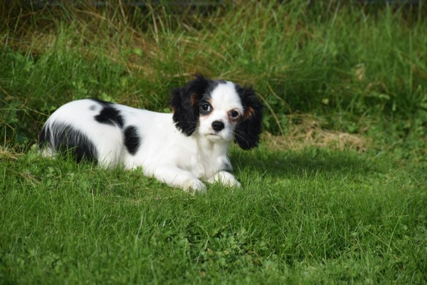 Cavalier King Charles Spaniel (teef) 27061