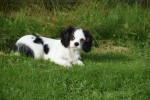 Cavalier King Charles Spaniel (teef) 27061