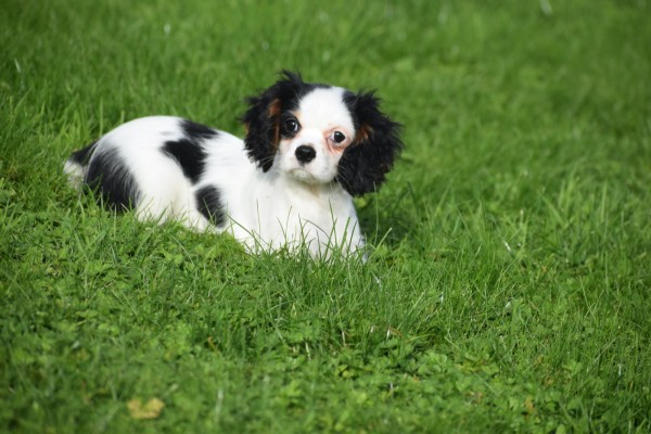 Cavalier King Charles Spaniel (teef) 27061