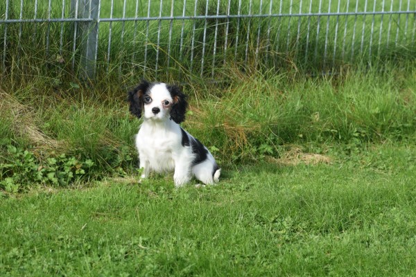 Cavalier King Charles Spaniel (teef) 27061