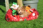 Maltipoo (reu) 75604