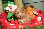 Maltipoo (reu) 75604