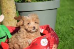 Maltipoo (reu) 75604