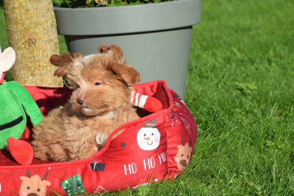 Maltipoo (reu) 75604