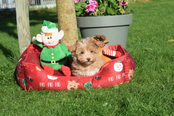 Maltipoo (reu) 75604