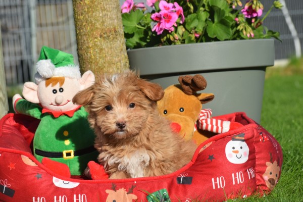 Maltipoo (reu) 75604