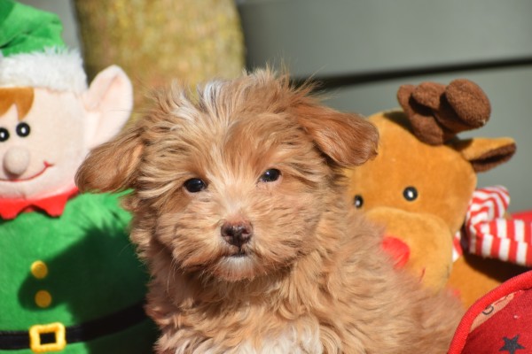 Maltipoo (reu) 75604