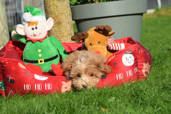 Maltipoo (reu) 75604