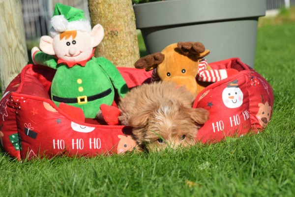 Maltipoo (reu) 75604