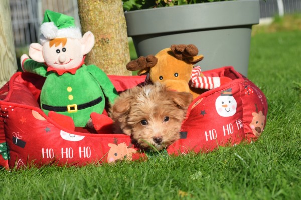 Maltipoo (reu) 75604