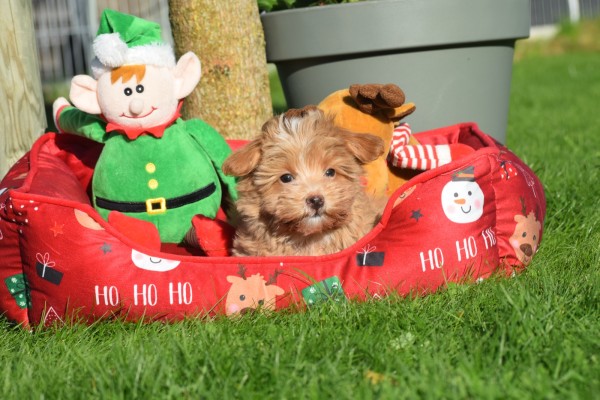 Maltipoo (reu) 75604