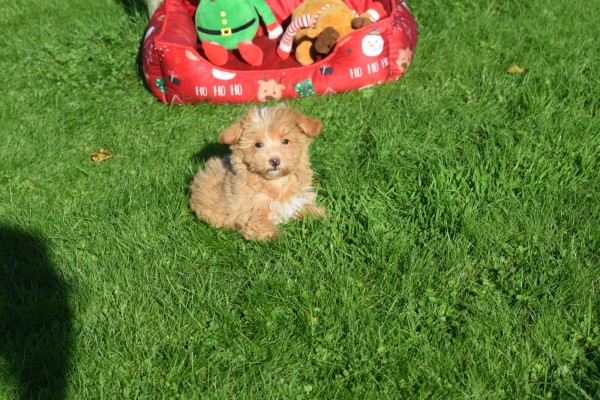 Maltipoo (reu) 75604