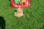 Maltipoo (reu) 75604