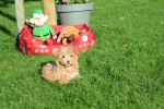 Maltipoo (reu) 75604