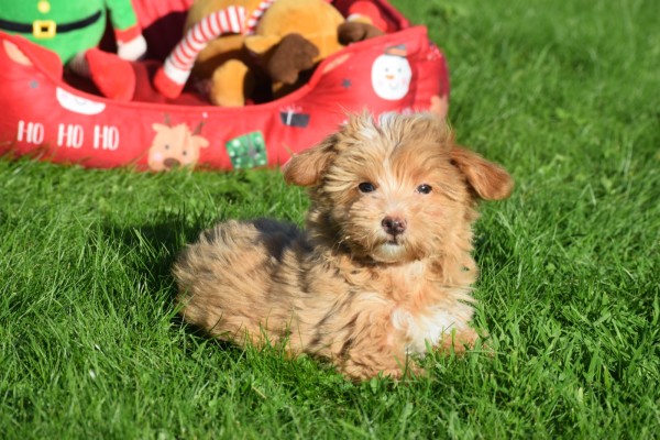 Maltipoo (reu) 75604