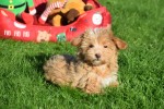 Maltipoo (reu) 75604