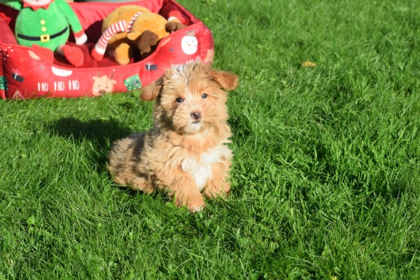 Maltipoo (reu) 75604
