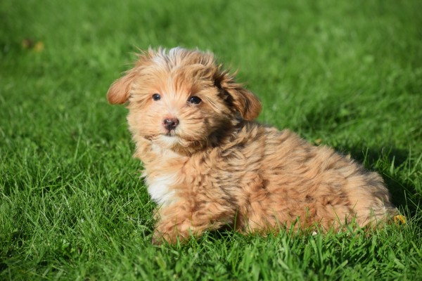 Maltipoo (reu) 75604