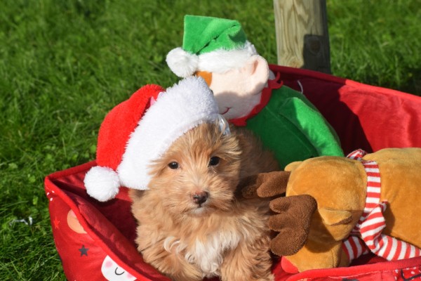 Maltipoo (reu) 75604