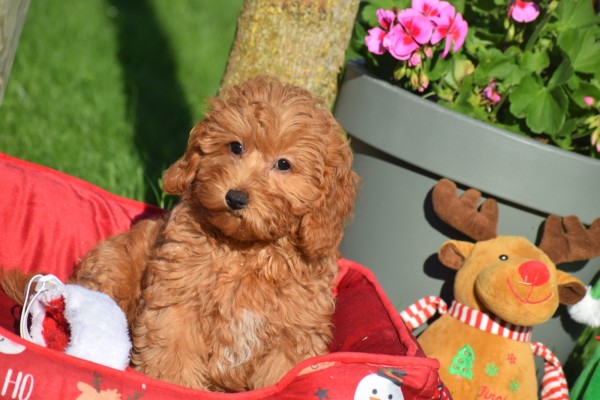 Maltipoo (teef) 75612