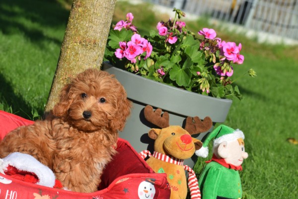 Maltipoo (teef) 75612