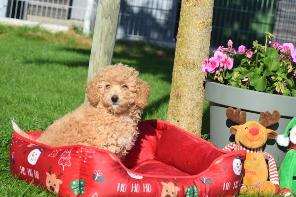 Maltipoo (teef) 75611