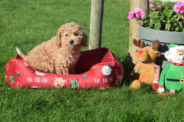 Maltipoo (teef) 75611