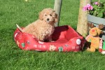 Maltipoo (teef) 75611