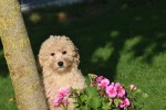 Maltipoo (reu) 75609