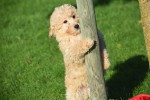 Maltipoo (reu) 75609