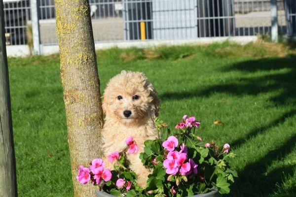 Maltipoo (reu) 75609