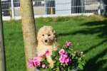 Maltipoo (reu) 75609