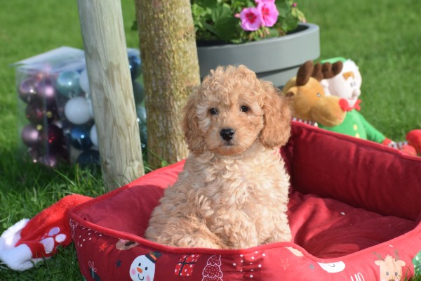 Cavapoo (reu) 33132