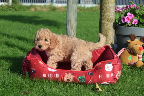 Cavapoo (reu) 33132