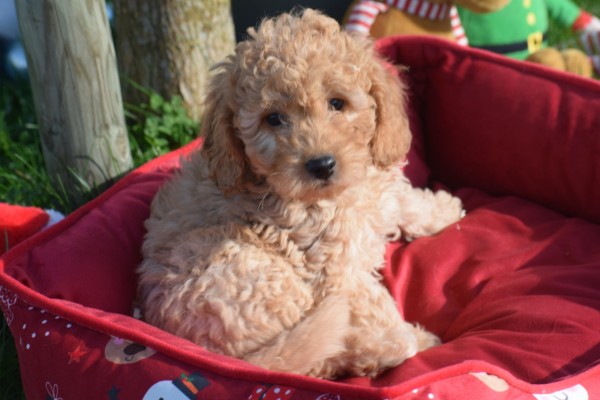 Cavapoo (reu) 33132