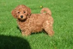 Cavapoo (reu) 33135