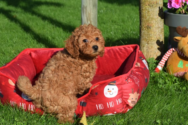 Cavapoo (reu) 33135