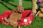 Cavapoo (reu) 33135