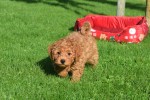 Cavapoo (reu) 33135