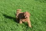 Cavapoo (reu) 33135