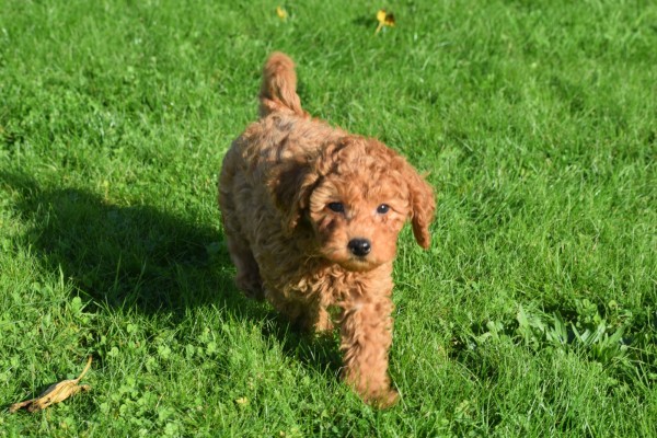 Cavapoo (reu) 33135
