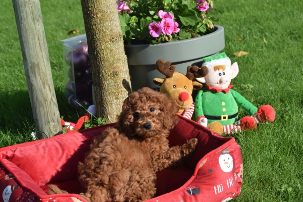 Caniche (teef) 27020