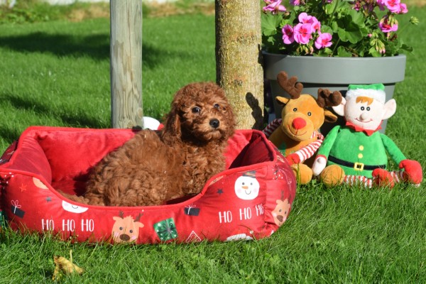 Caniche (teef) 27020