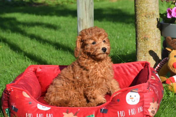 Caniche (teef) 27042