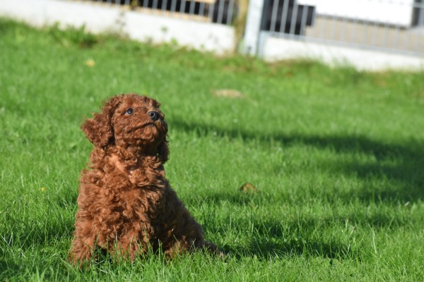 Caniche (teef) 27021